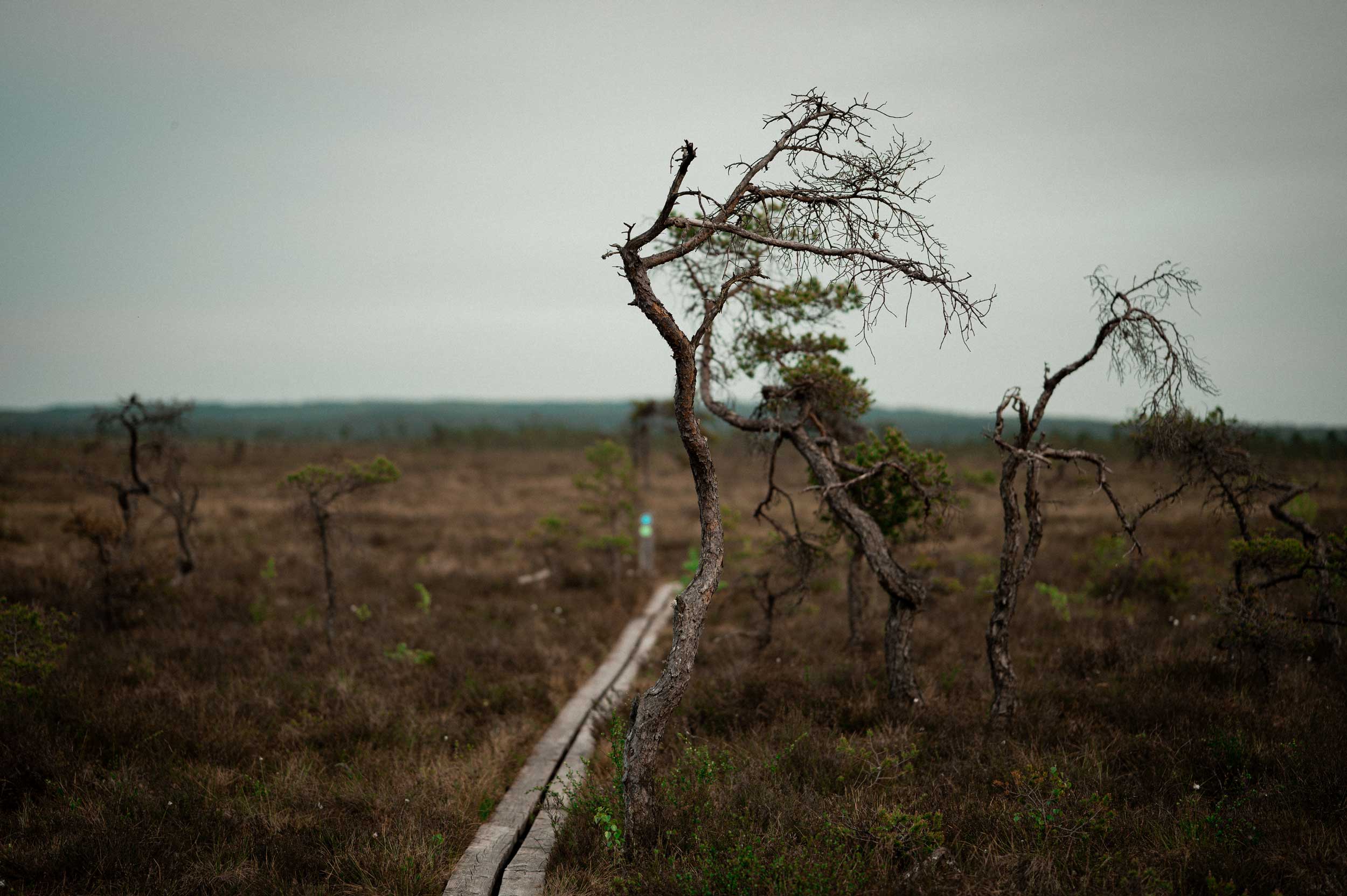 store mosse 2 - Your Ultimate Guide to Sweden - LikeSweden.com - Store Mosse - the largest swamp in southern Sweden