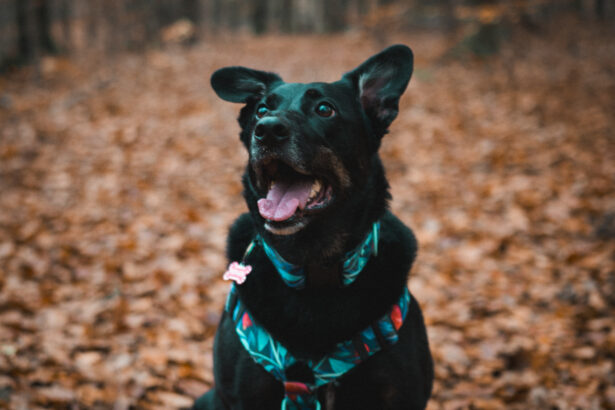 Dogs in Sweden - Your Ultimate Guide to Sweden - LikeSweden.com - Cats and Dogs in Sweden - 5 tips for pets owners